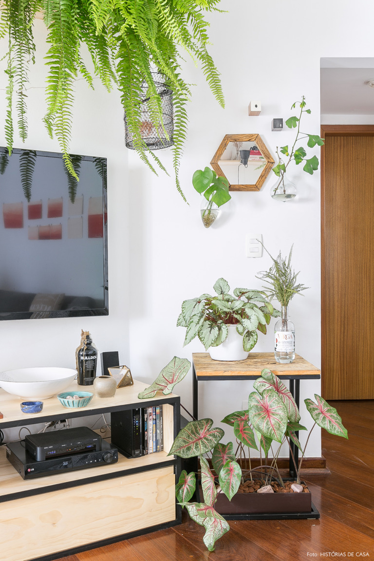 Conheça 10 plantas ideais para você ter em seu apartamento 