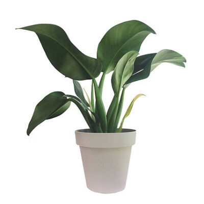 CACHEPÔ POLIPROPILENO 25