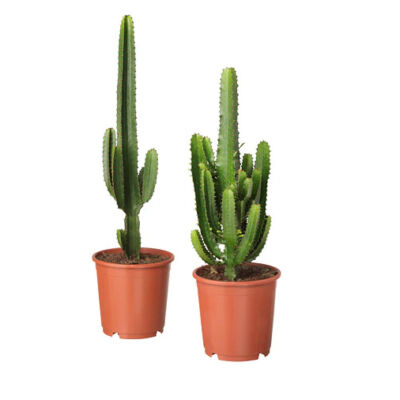 EUPHORBIA ACRURENSIS