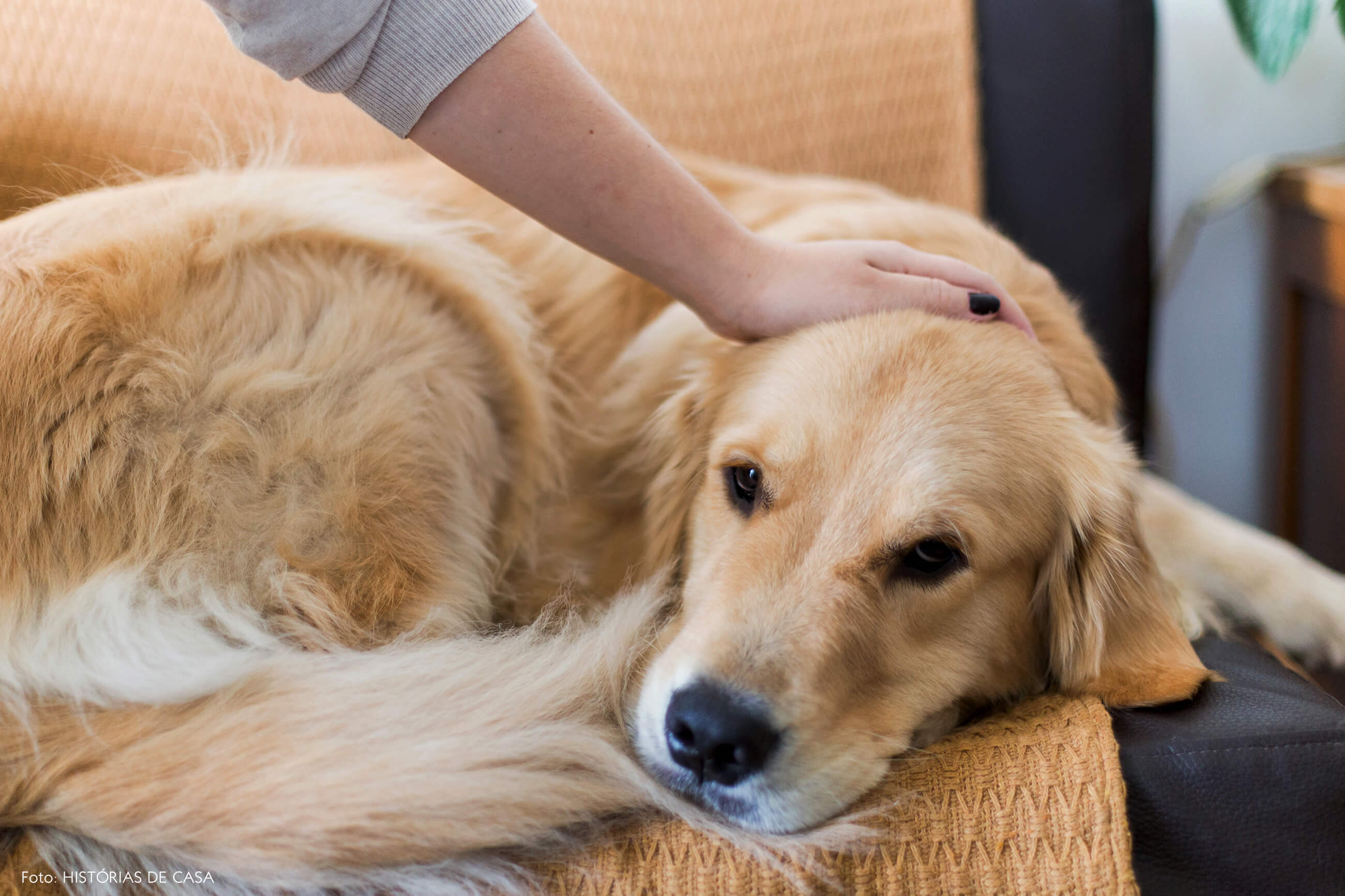 Sofá com manta para o cachorro dormir