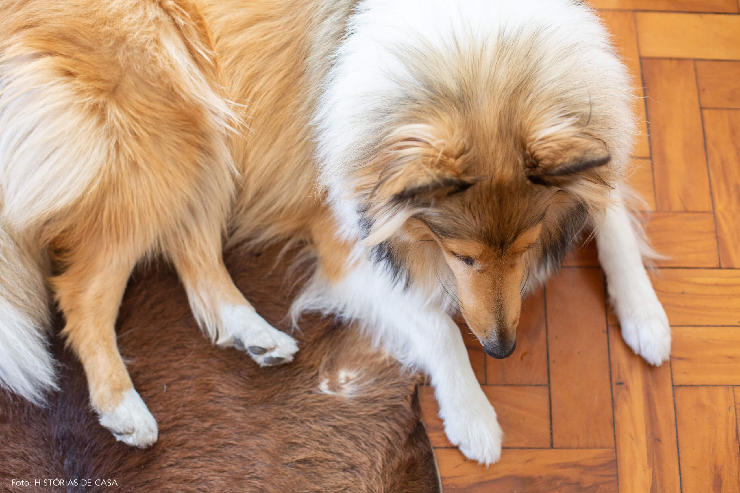 Border collie no piso de tacos