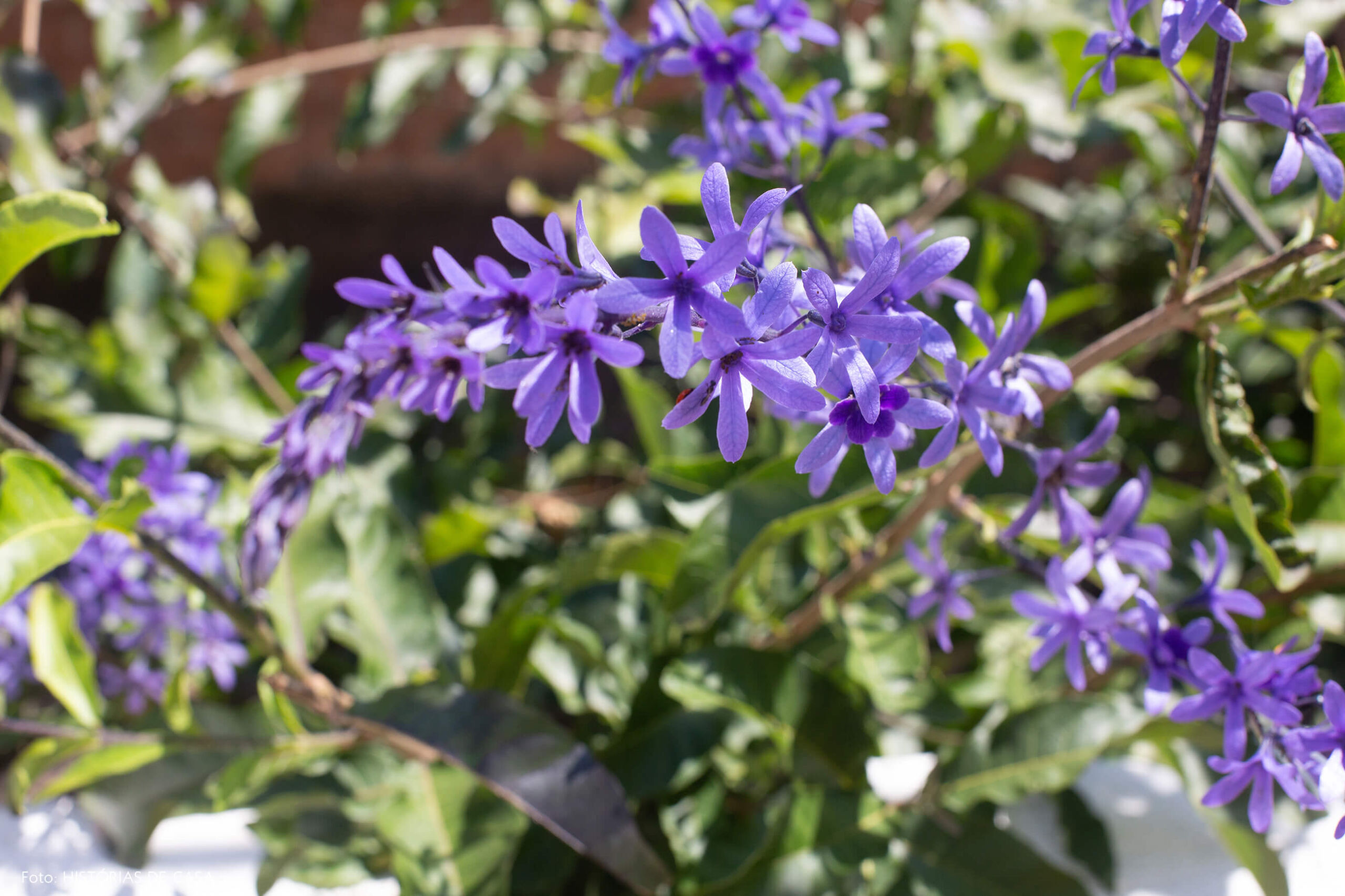 Casa de vila com jardim florido