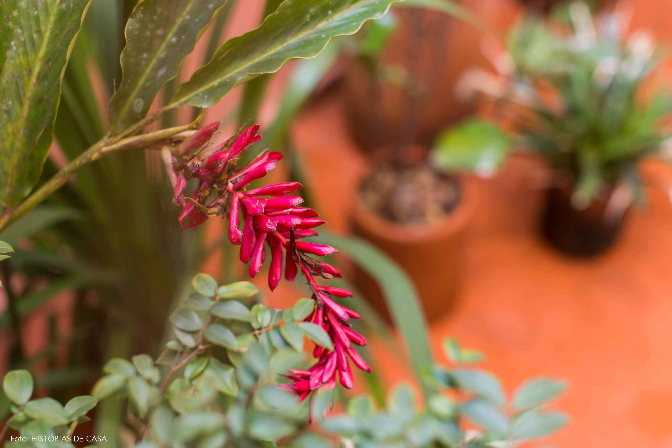 Quintal com muitas plantas e paredes pintadas