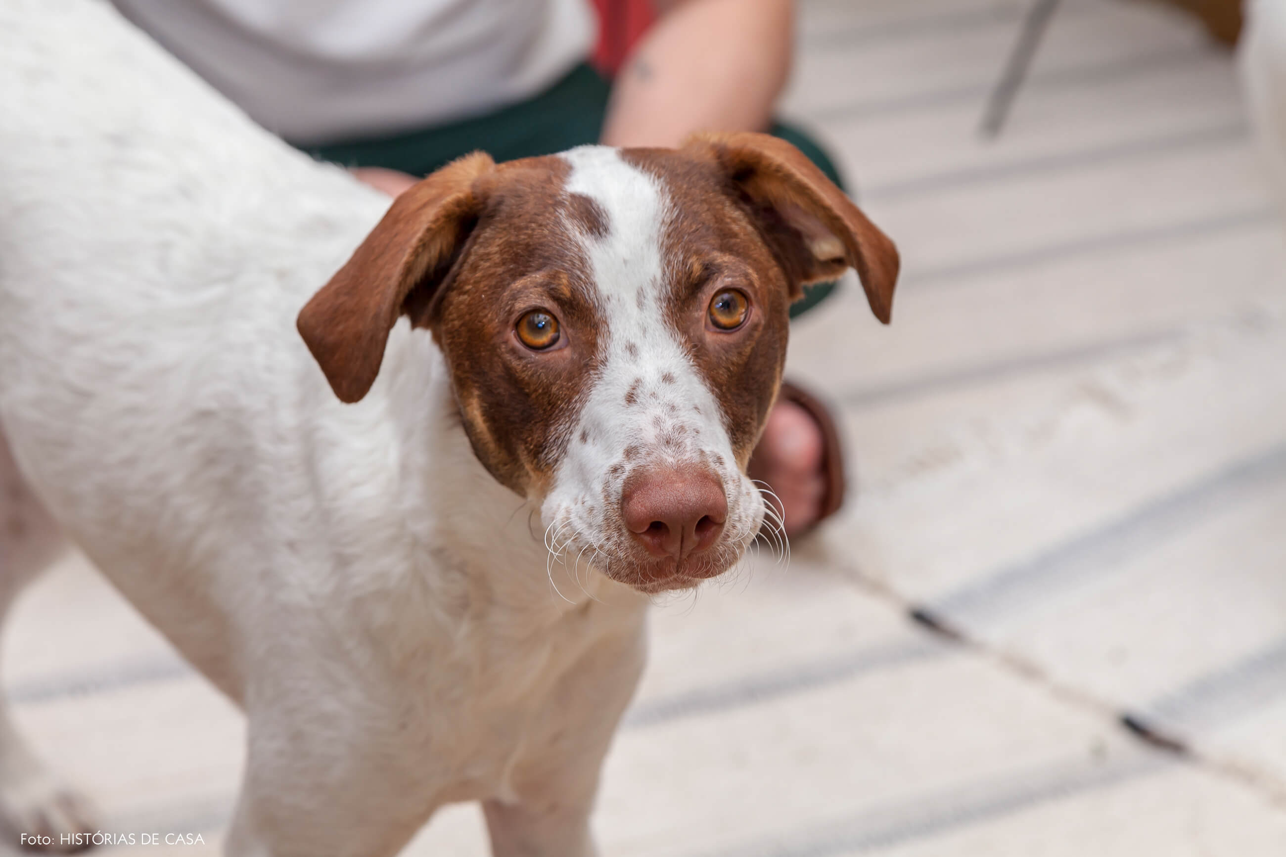 Casa colorida Dai e Jonas com cachorros