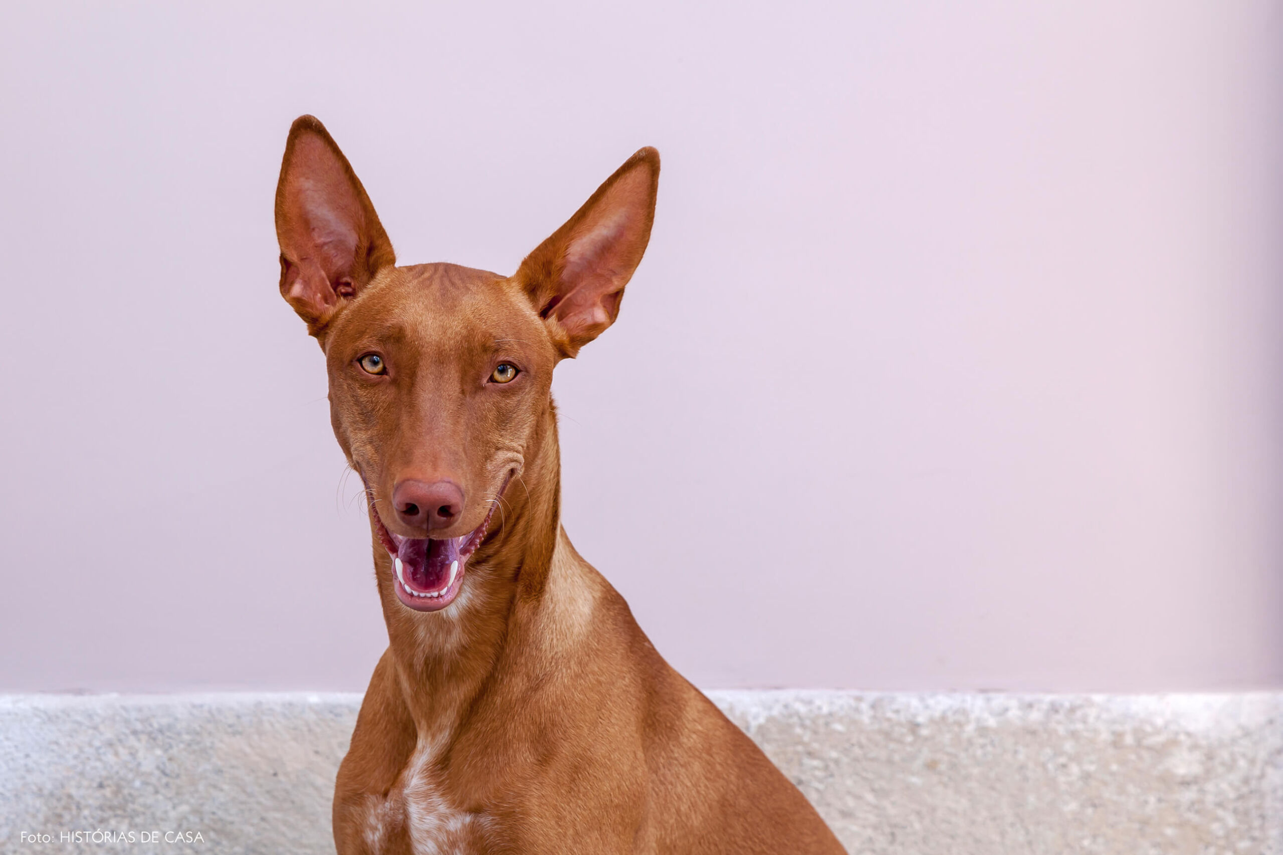 Cachorro com parede rosa claro