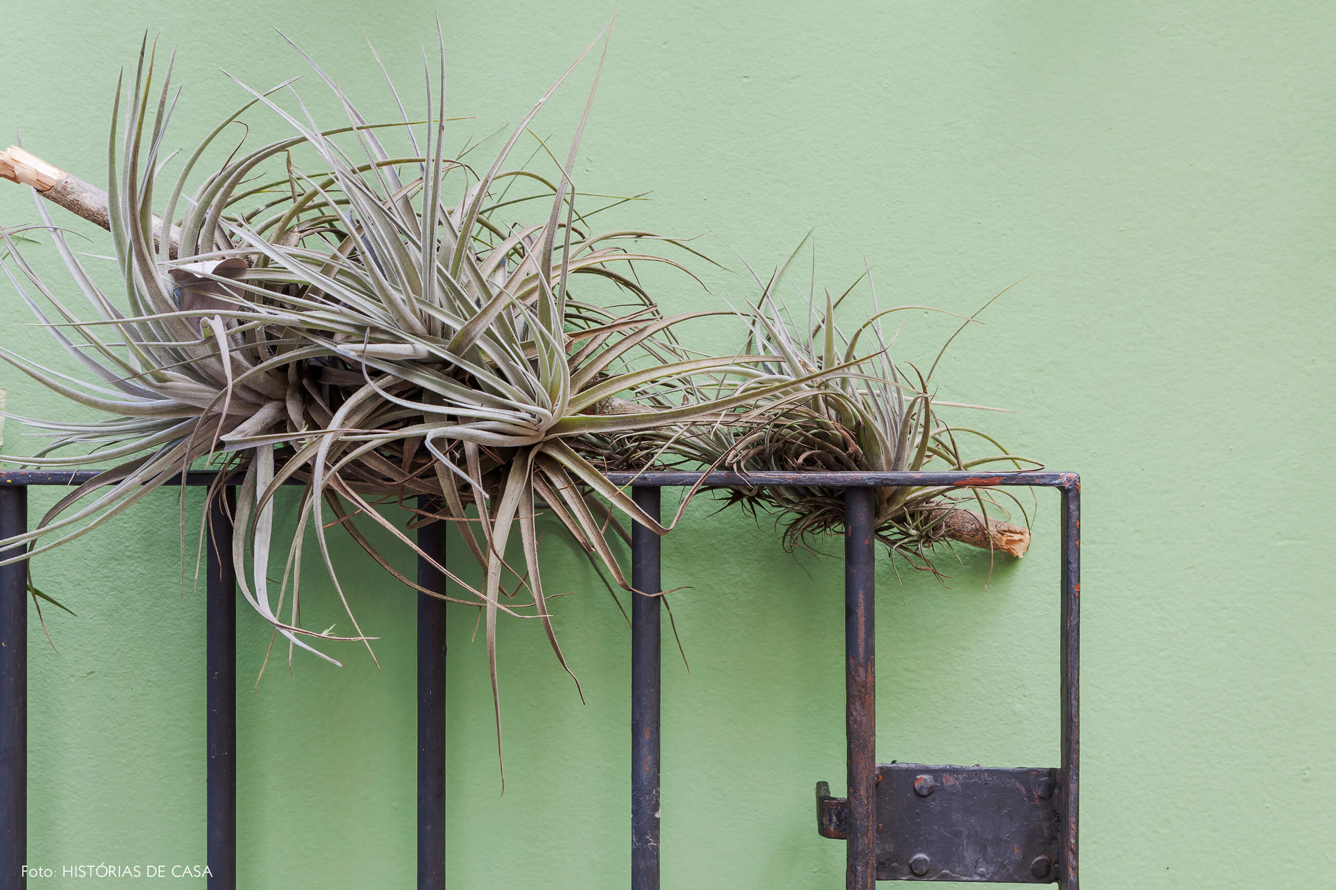 Parede verde e jardim com airplants