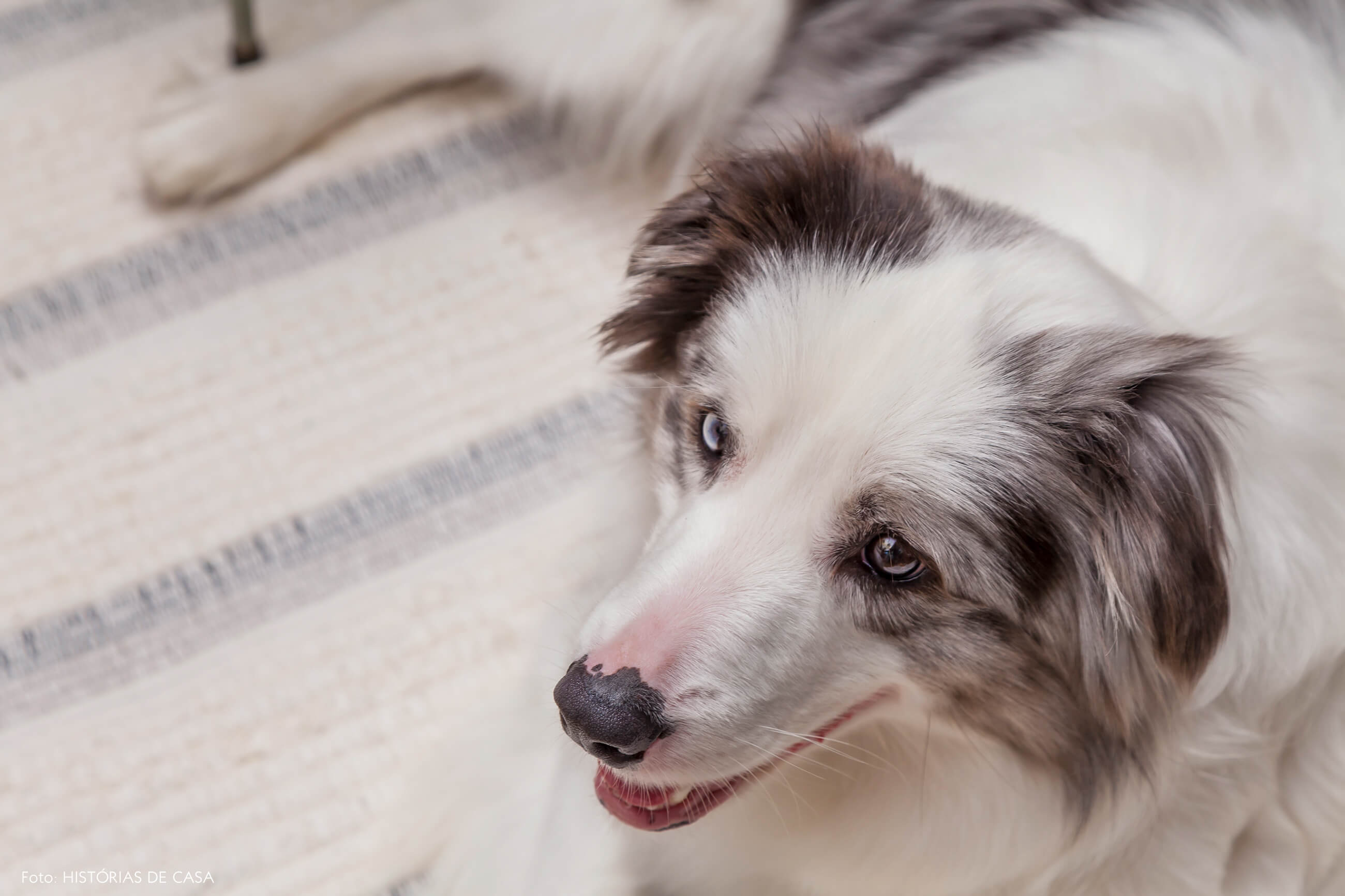 Casa colorida Dai e Jonas com cachorros