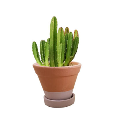 vaso ø13 barro funil + prato