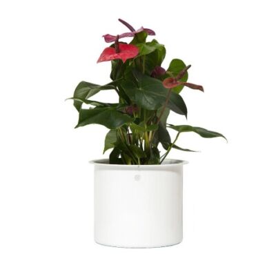 cachepô ø21 reto - aba