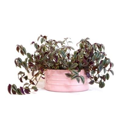 cachepô cuia friso ø24