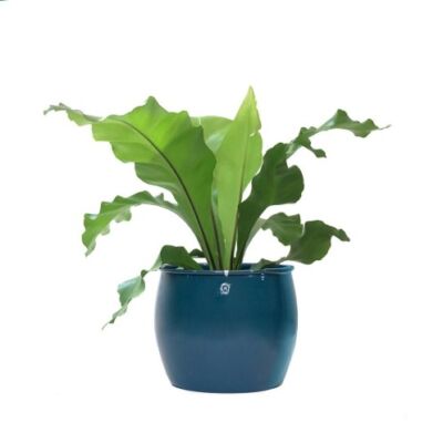 cachepô ø19 bojudo