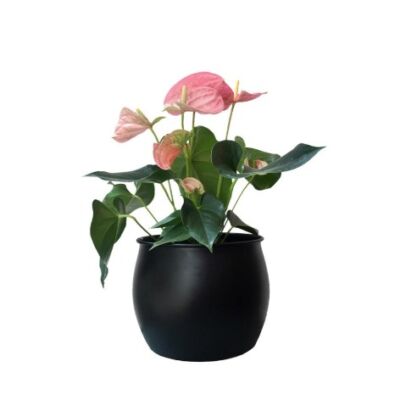 cachepô ø19 bojudo