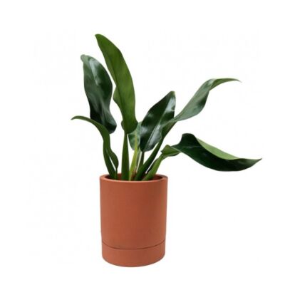 VASO CUMBUCA ALONGADA M COM PRATO