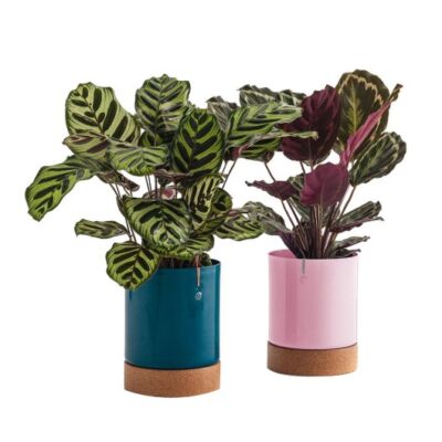 apoio de cortiça ø18