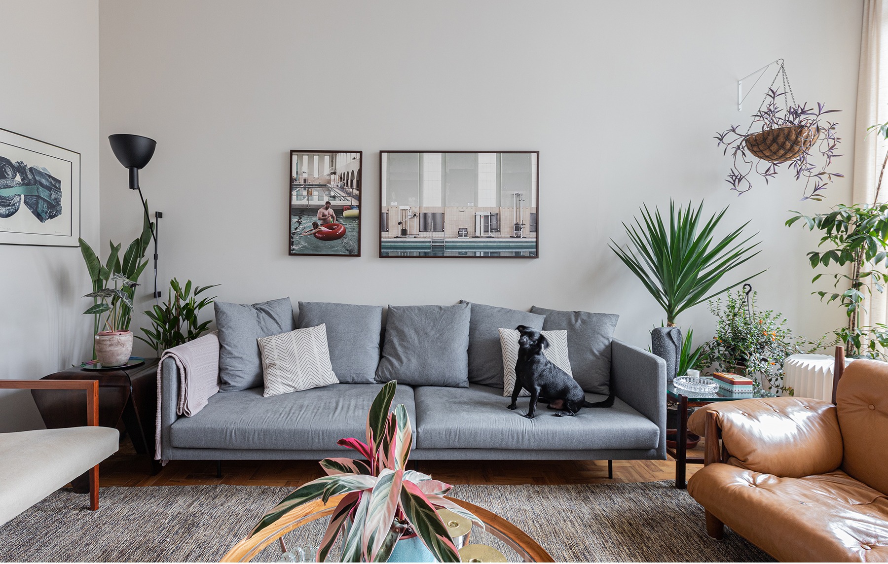 sala-cachorro-sofa-cinza