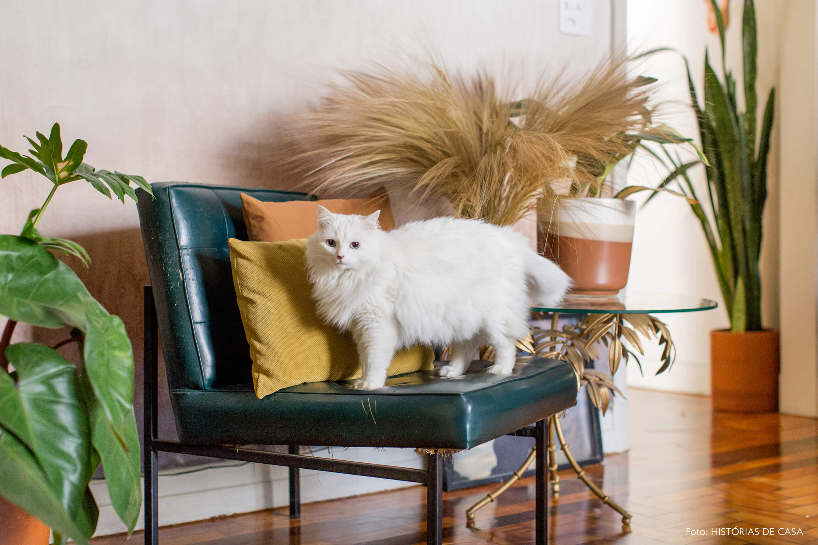 retrato gato na cadeira de couro e almofadas coloridas e plantas