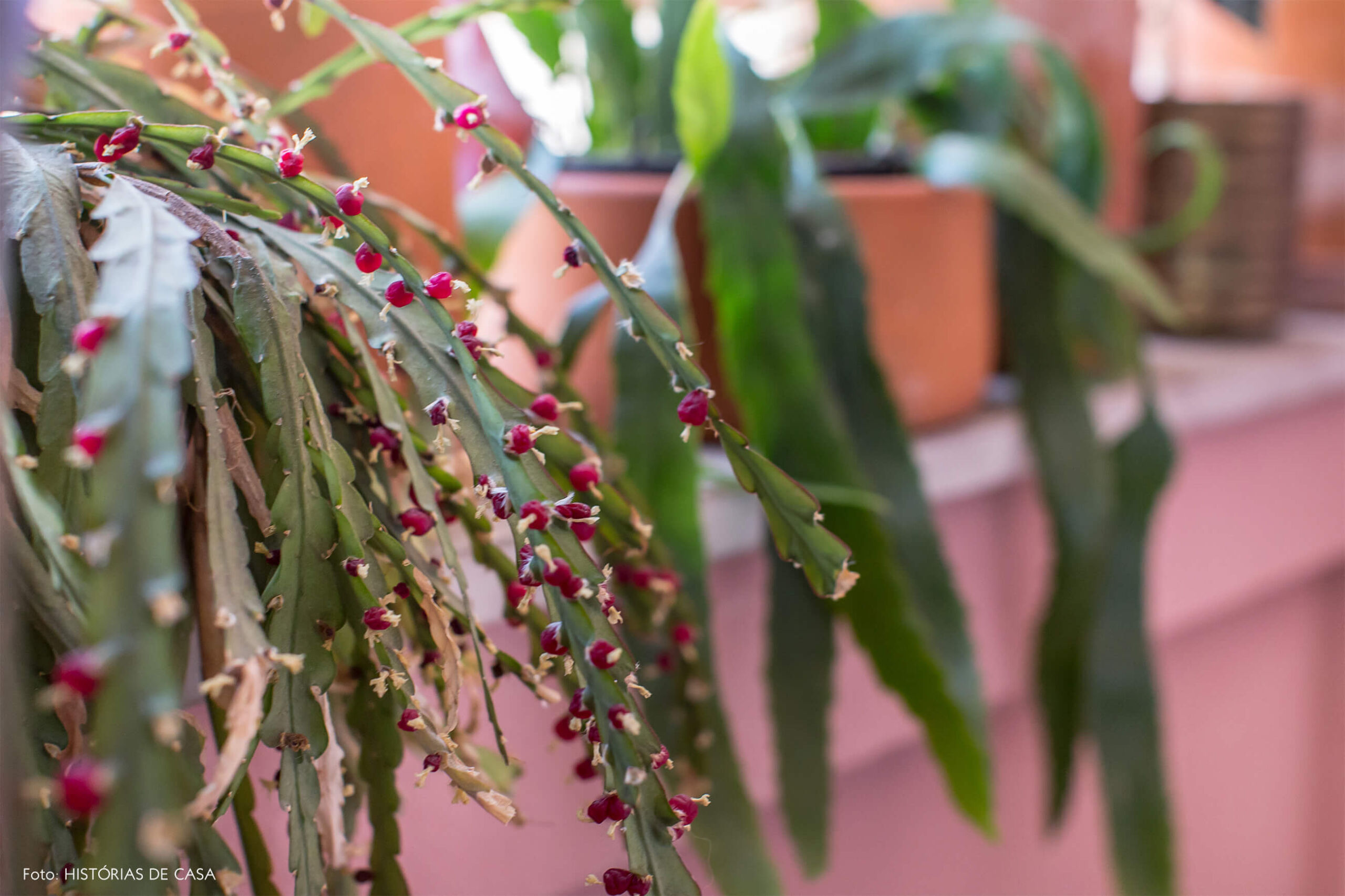 Detalhe plantas parede rosa