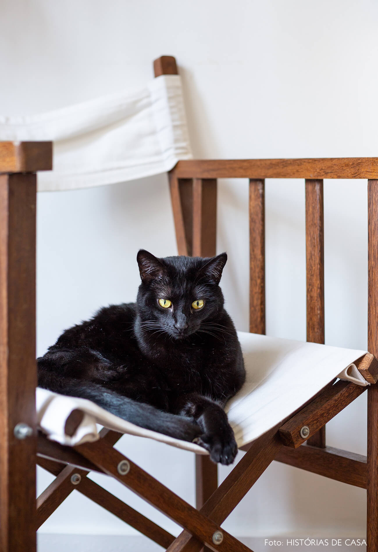 retrato-pet-gato-preto-na-cadeira-de-madeira