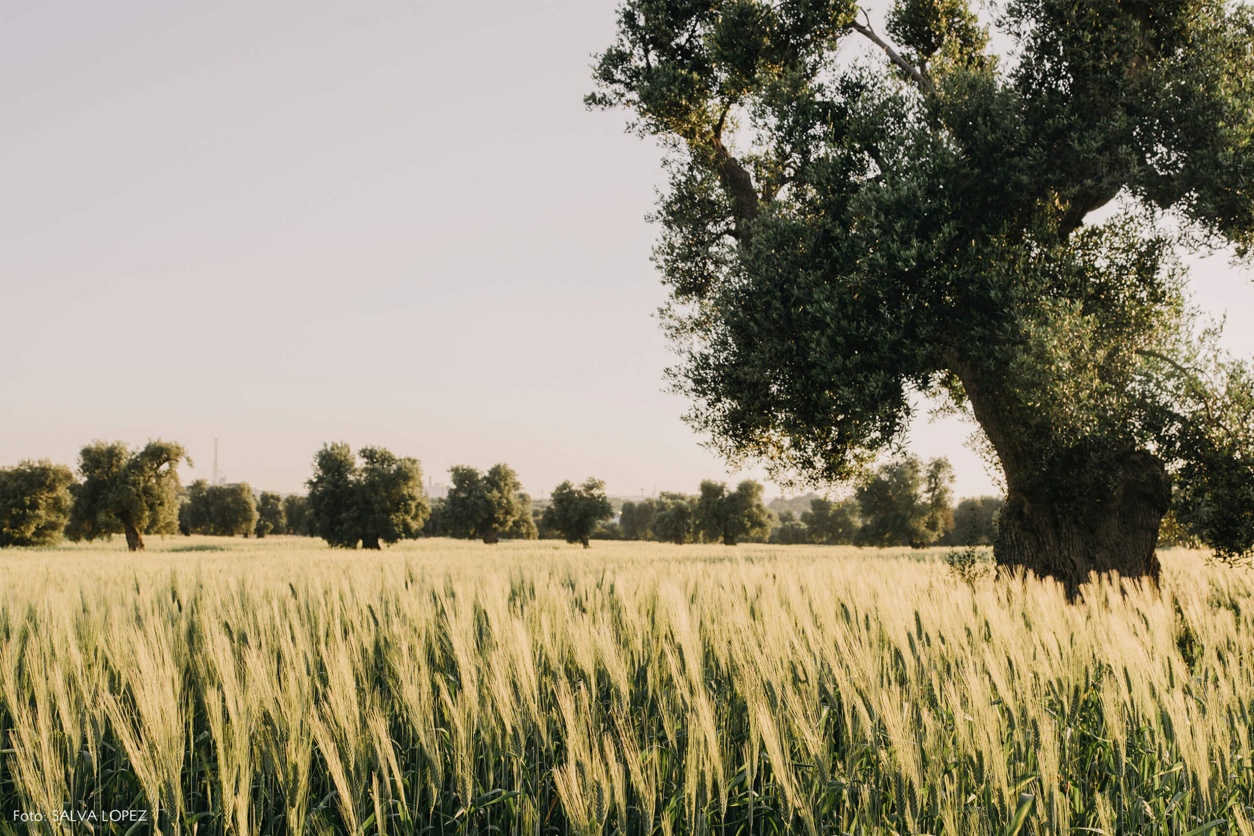 puglia-paisagem-natureza