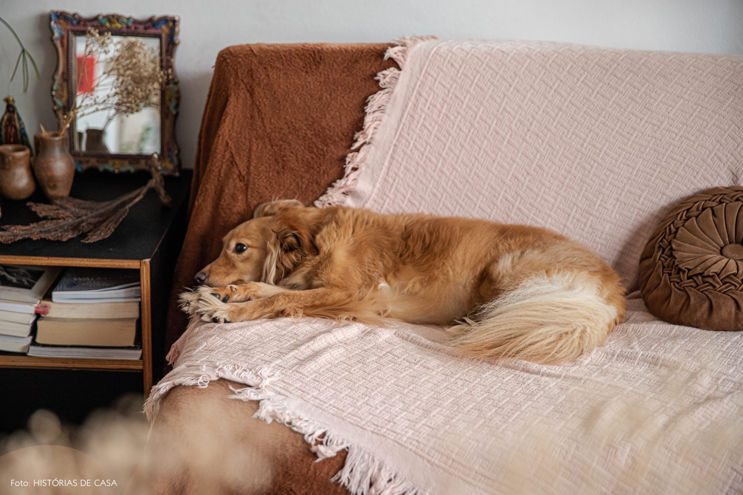 decoração retrato de cachorro em sofá com manta rosa