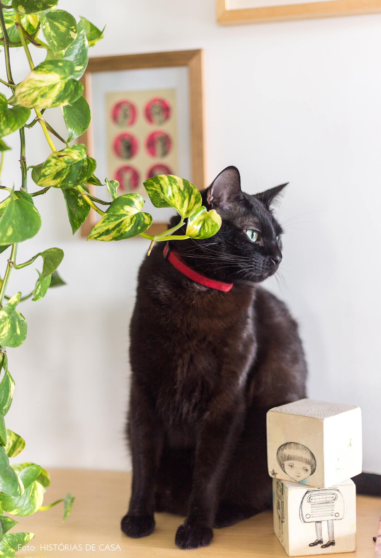 decoração retrato gato