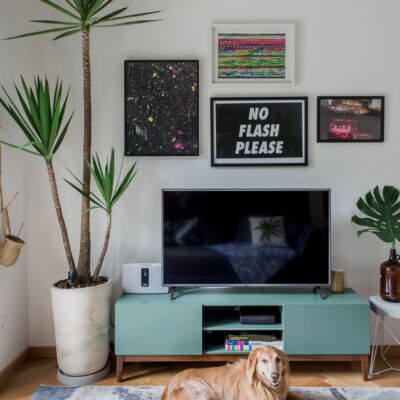 decoração rack azul sala com plantas