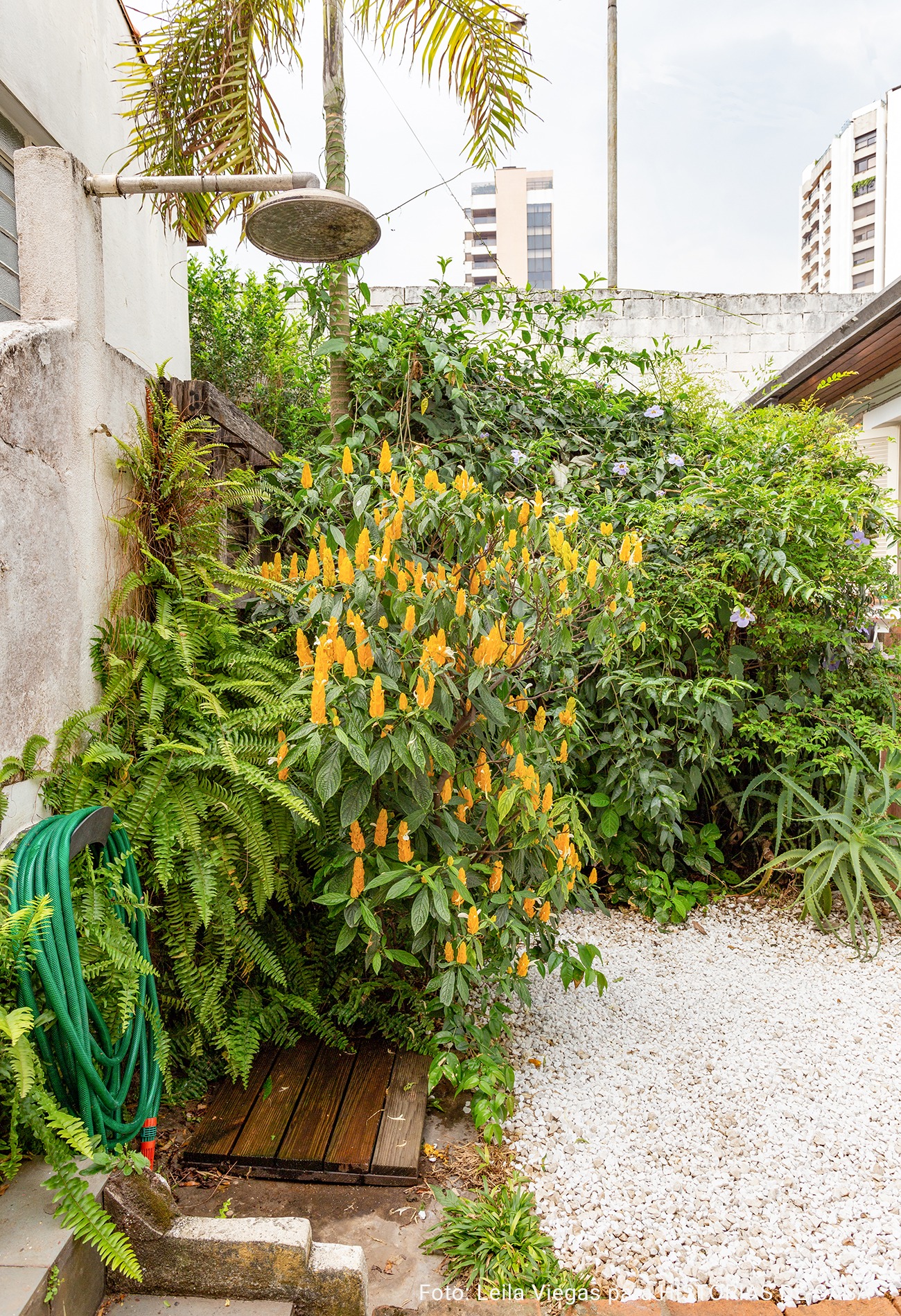 fundos dre casa com sambambaias e arbustro de flor amarela