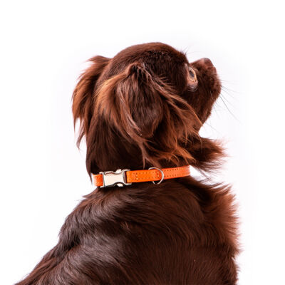 Coleira Snooze Catdog Laranja