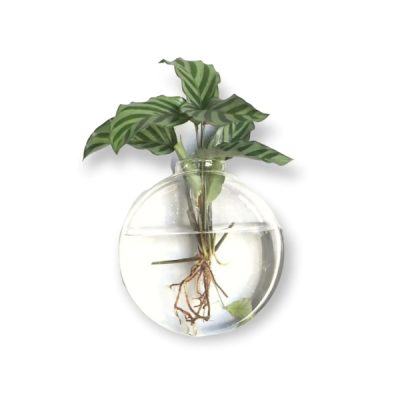 Vaso de Parede Bolacha em Vidro