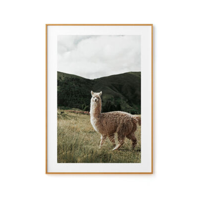 Quadro BOEMI Alpaca
