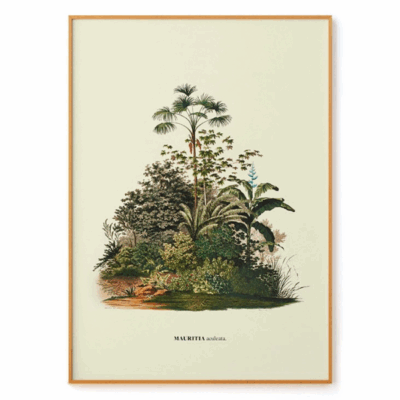 Aculeata by Carl von Martius