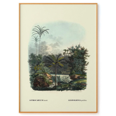 Astrocaryum by Carl von Martius