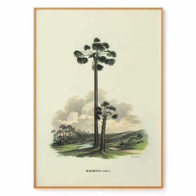 Vinifera by Carl von Martius